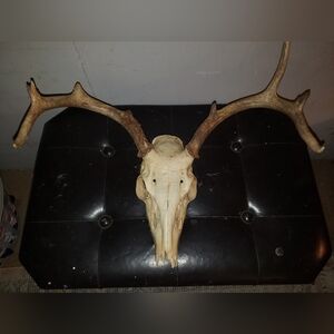 Authentic Whitetail Deer Antlers